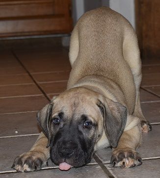 El Empire De Los Ténorès - Dogo Canario - Portée née le 25/10/2019